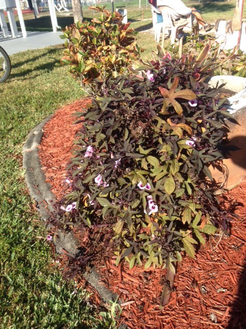 Sweet Potato Vine 