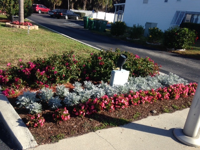 Wax Begonias, Dusty Miller and Bougainvilla