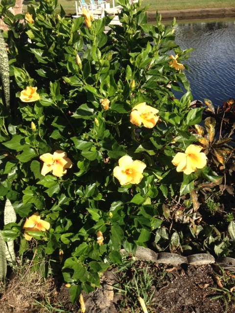 Yellow Hibiscus