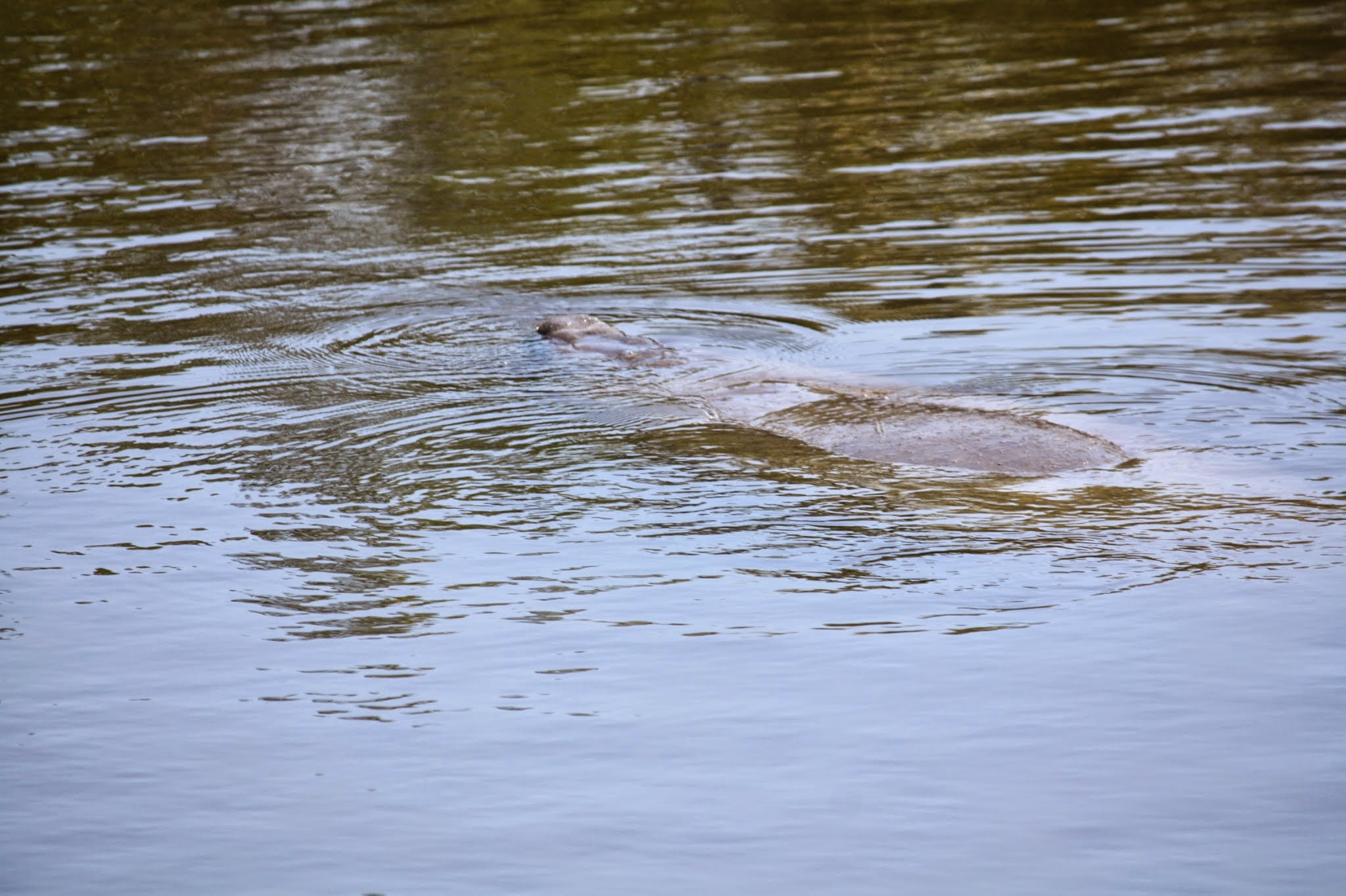 manatee