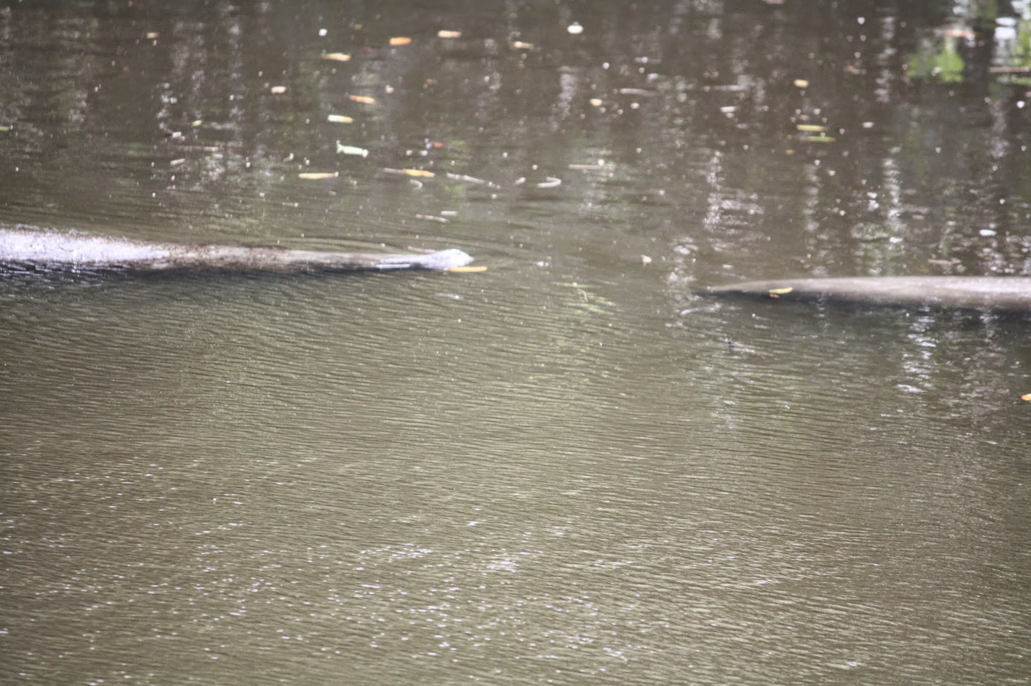 manatee