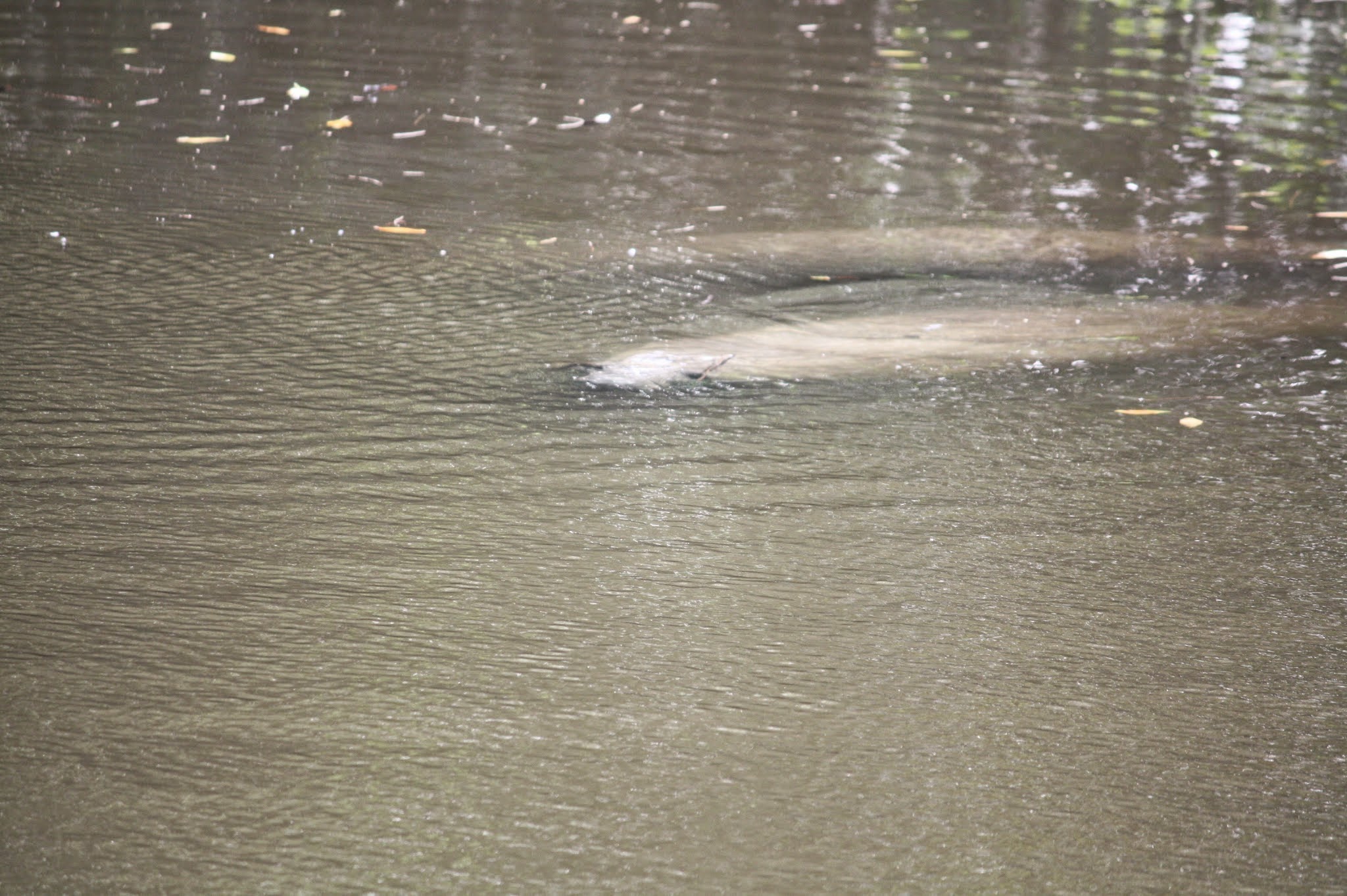 manatee